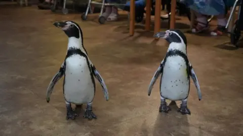  Shaun Whitmore/BBC Grey and white penguins, Pringle and Widget, in the communal room at Amberley Hall Care Home in King's Lynn