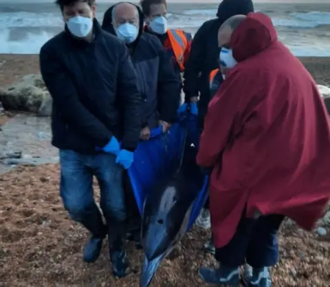 BDMLR/Chris Berry Dolphin held in blue plastic hammock with people carrying it along a pebble beach 