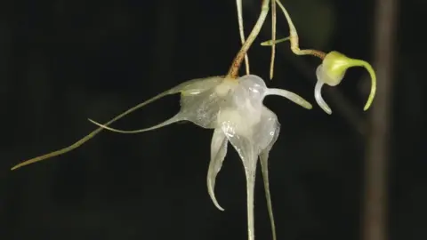 The Madagascan orchid, Aeranthes bigibbum