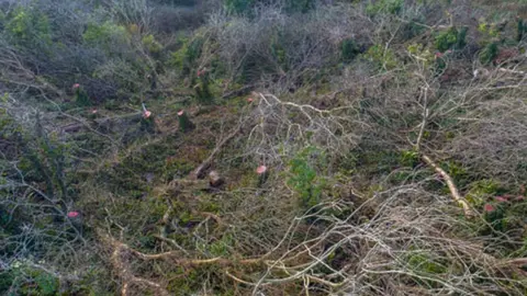 PCNPA Aerial image of felled trees