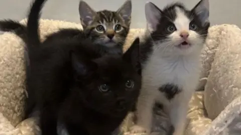 A black kitten, a tabby kitten and a black and white kitten in a furry white and grey bed looking at the camera.