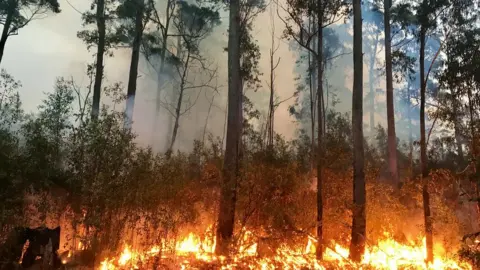 Getty Images Wildfires