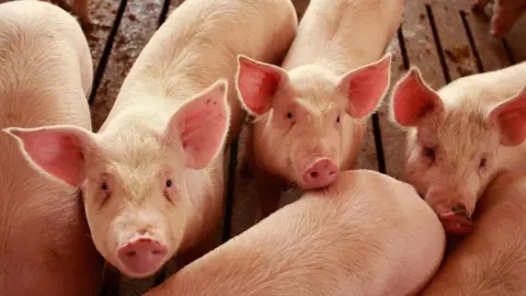 Getty Images Hogs are raised on the farm of Gordon and Jeanine Lockie April 28, 2009 in Elma, Iowa