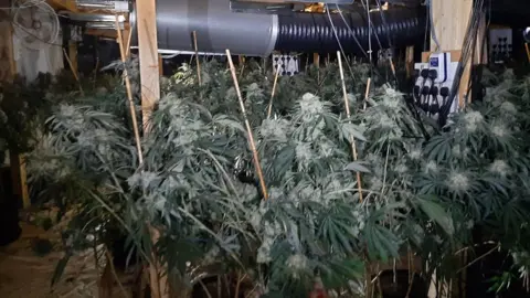 Avon and Somerset Police The cannabis plants