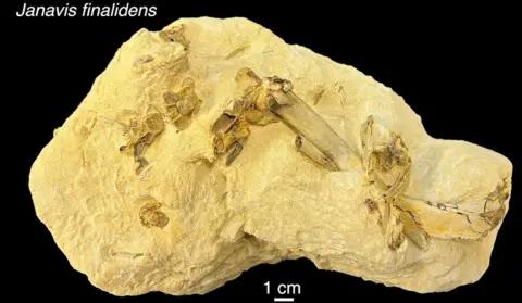 University of Cambridge Fossil showing how modern birds originated