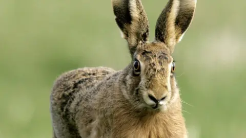 A hare