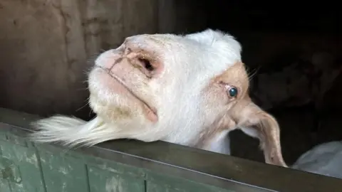 Ollie Conopo/BBC Goat