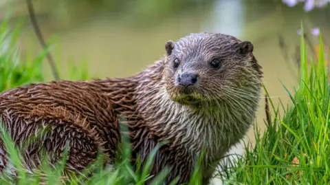 Getty Images Big furry, wet otter looking away from the camera. It's a brown colour and it's sat within the grass.