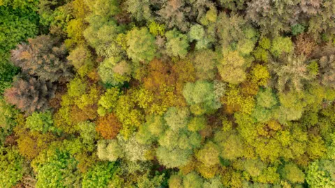 An aerial view of an area of woodland in autumn colours.