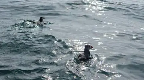 SSPCA Two puffins floating in the sea as the sun shimmers on the water surface