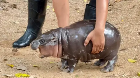 Khao Kheow Open Zoo/X Moo Deng the pygmy hippopotamus looks to the left and is picked up by a zookeeper.