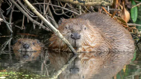 PA Media Two beavers in the water. They are both looking at the camera. Twigs and logs are behind them. One of the beavers is mostly submerged in the water with its head poking out.