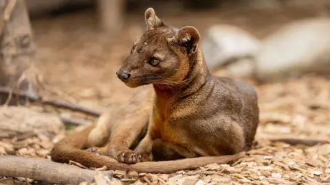 A fossa, with brown fur and light brown eyes, is curled up on a floor of wood chippings and resting on its long tail