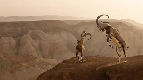 Amit Eshel/Wildlife Photographer of the Year Two Nubian ibexes on the top of a dusty canyon