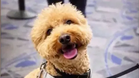 A golden doodle/mini poodle is sitting upright on the floor, wearing a grey leash. They have light brown hair and are sitting on a carpeted floor.