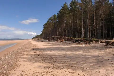 FLS A row of tall pine along the beach at Culbin Sands.