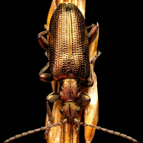 Jimmy Reid Donacia-semicuprea - a type of beetle found at Flanders Moss in Stirling