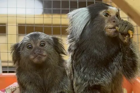 Jodie Marsh Two silvery grey marmosets in a cage. The one on the left is smaller and is looking straight ahead. The one on the right is large with white tufty ears and is eating a grub held up in its left arm.