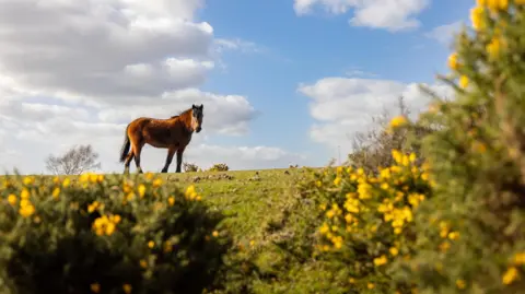 Hang Ross A horse stares at the camera from the top of a hill.