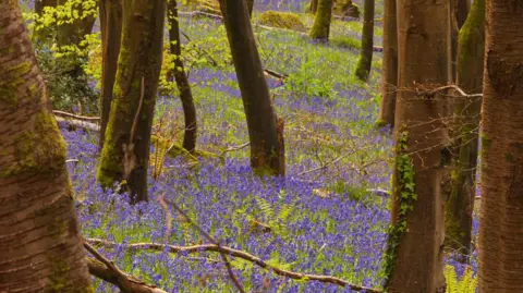 Cadora Woods, Gloucestershire - full of bluebells
