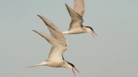 Barry Yates Two Common Tern birds (white birds with black heads) flying through the sky, with grey clouds