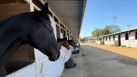 A row of culled horses hang their heads outside their stalls at an LA equestrian center 