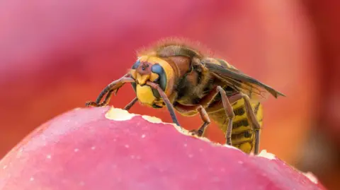 The picture shows a close‑up of a hornet feeding on the surface of a red fruit.
The insect has a yellow face, dark eyes, a reddish‑brown head and thorax, and a banded abdomen with yellow and darker brown stripes. It has clear wings folded along its back and is standing on the smooth skin of what looks like an apple.