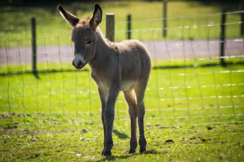 Dalscone Farm Full-length shot of Solomon the grey donkey who is small, but very fluffy, standing in his paddock in the sunshine.