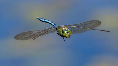 There is only one object in this picture - a blue dragonfly in mid flight, it's wings look like they are static such is the speed of the camerawork used to capture it.