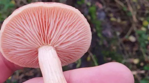 Tom Haddon A peach coloured mushroom in the palm of a hand with the mossy forest floor in the background.