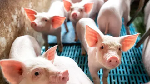 Piglets being kept indoors on a farm (stock photo).  They are standing on a grated surface which drains away manure into containers.