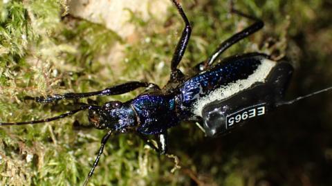 Photo of a UK beetles wearing a radio tracker