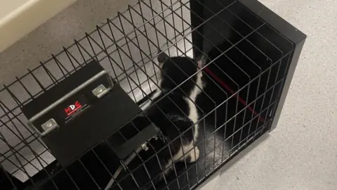 GSPCA A black and white cat inside of a black metal cat trap.