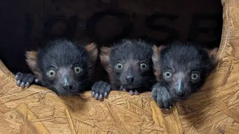 four black and light brown lemurs poking their heads out from a wooden enclosure.