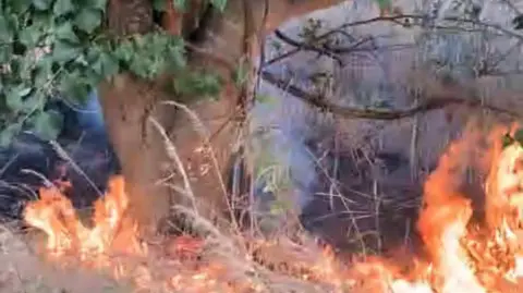 An orange flame on a field by the side of a tree.