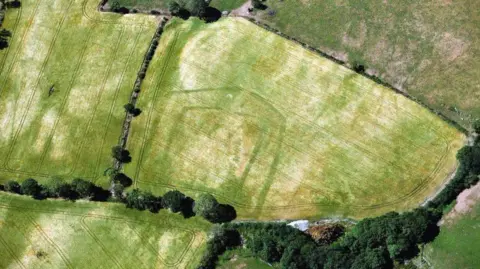 RCAHMW A previously unrecorded Iron Age or Romano-British double-ditched farmstead revealed in ripening cropmarks near Llandysul, south Ceredigion (15 July 2026). Picture shows patches of brown crop fields and come greenery around the corners.