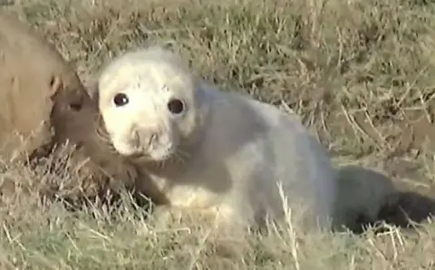 A baby seal pup