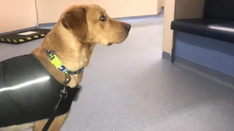 Wendy Hopewell Buck the Labrador