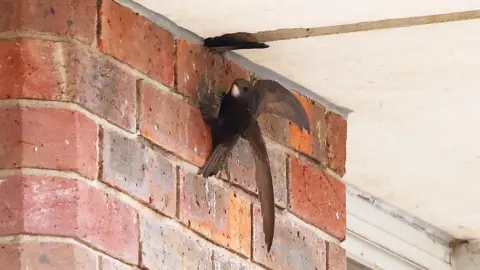 A swift entering a gap in brickwork at the Station Approach site in Dorking