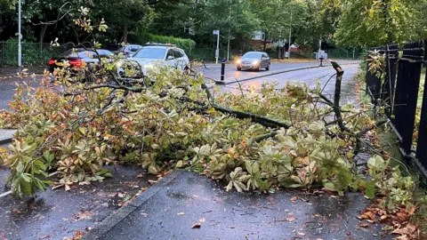 A large branch across a road
