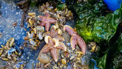 Ocean Grazer Starfish