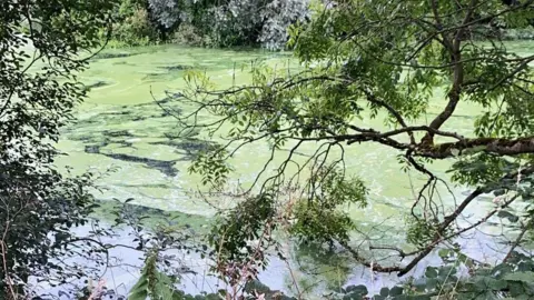 Blue-green alage in Rea's Wood