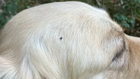 Tick on dog