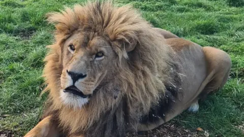 Yorkshire Wildlife Park Simba the lion