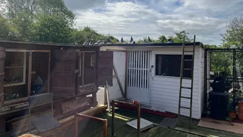 Wooden pigeon lofts, one white with slats and one brown, with a ladder leaning against the white one and birds sitting inside some of the cages.