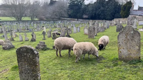 John Devine/BBC Five sheep nibbling at grass beside headstones in the graveyard. It appears to be a foggy day. The graveyard is on a slight slope.