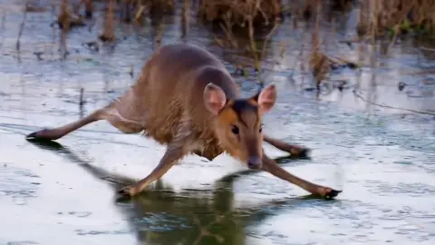 Deer on frozen brook