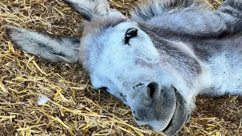 A close-up of a donkey's head resting on the ground.