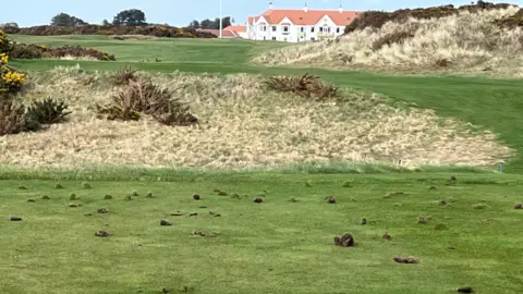 Chunks of turf have been dug up across an otherwise smooth area of grass, with the white clubhouse and flagpol visible in the background.