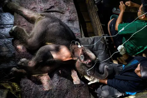 CHAIDEER MAHYUDDIN/AFP A Sumatran elephant calf receives medical attention at the Saree elephant conservation centre in Saree, Indonesia.